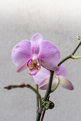 Phalaenopsis orchid 3.5" medium flower pot  
