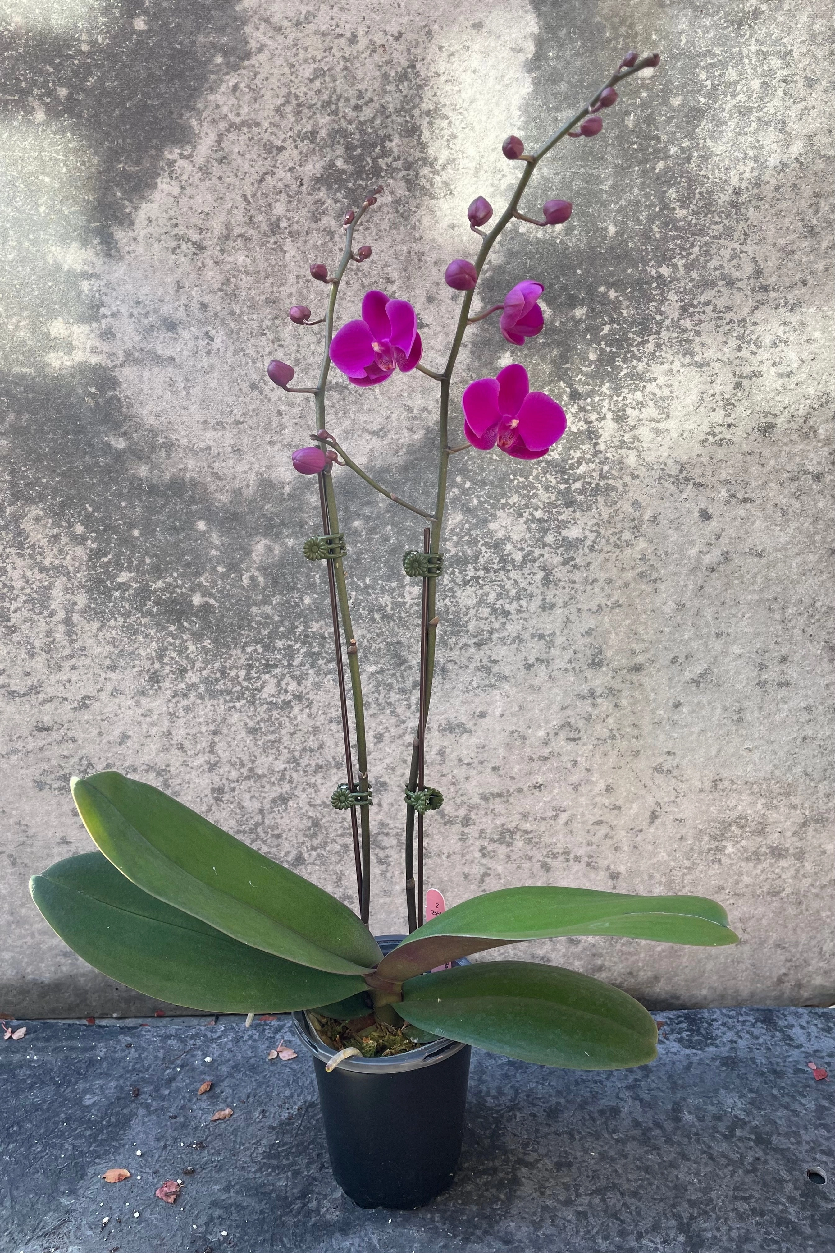 Phalaenopsis Orchid 4"