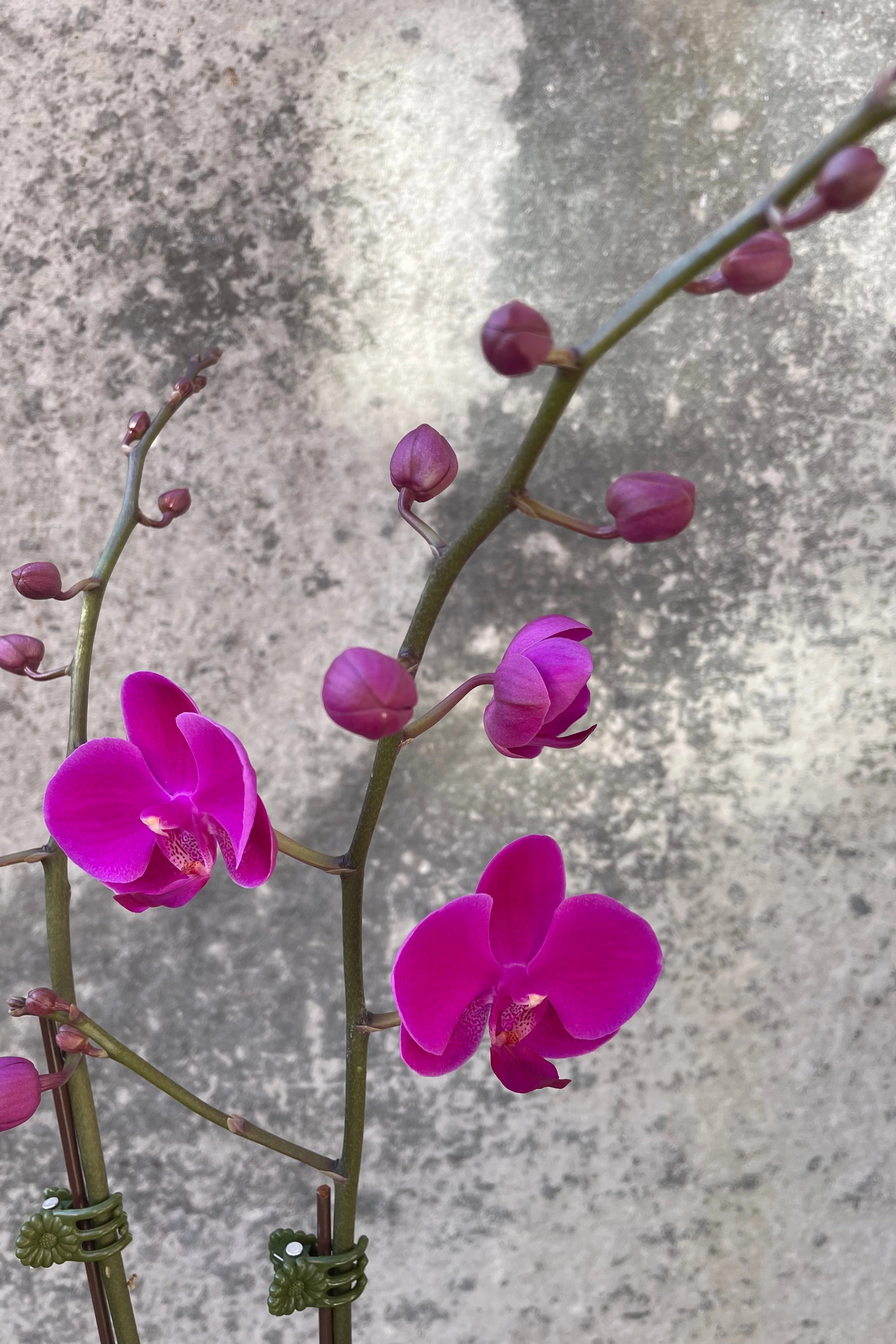 Phalaenopsis Orchid 4"
