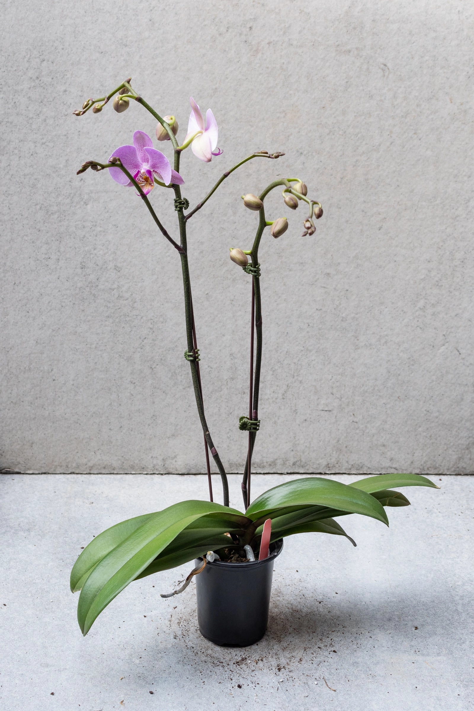 Phalaenopsis Orchid 4"