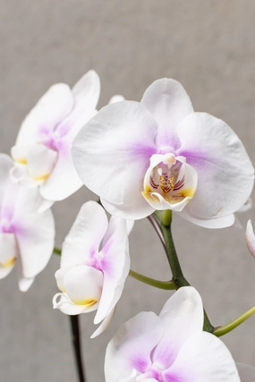 Phalaenopsis Orchid 4" medium flower pot  