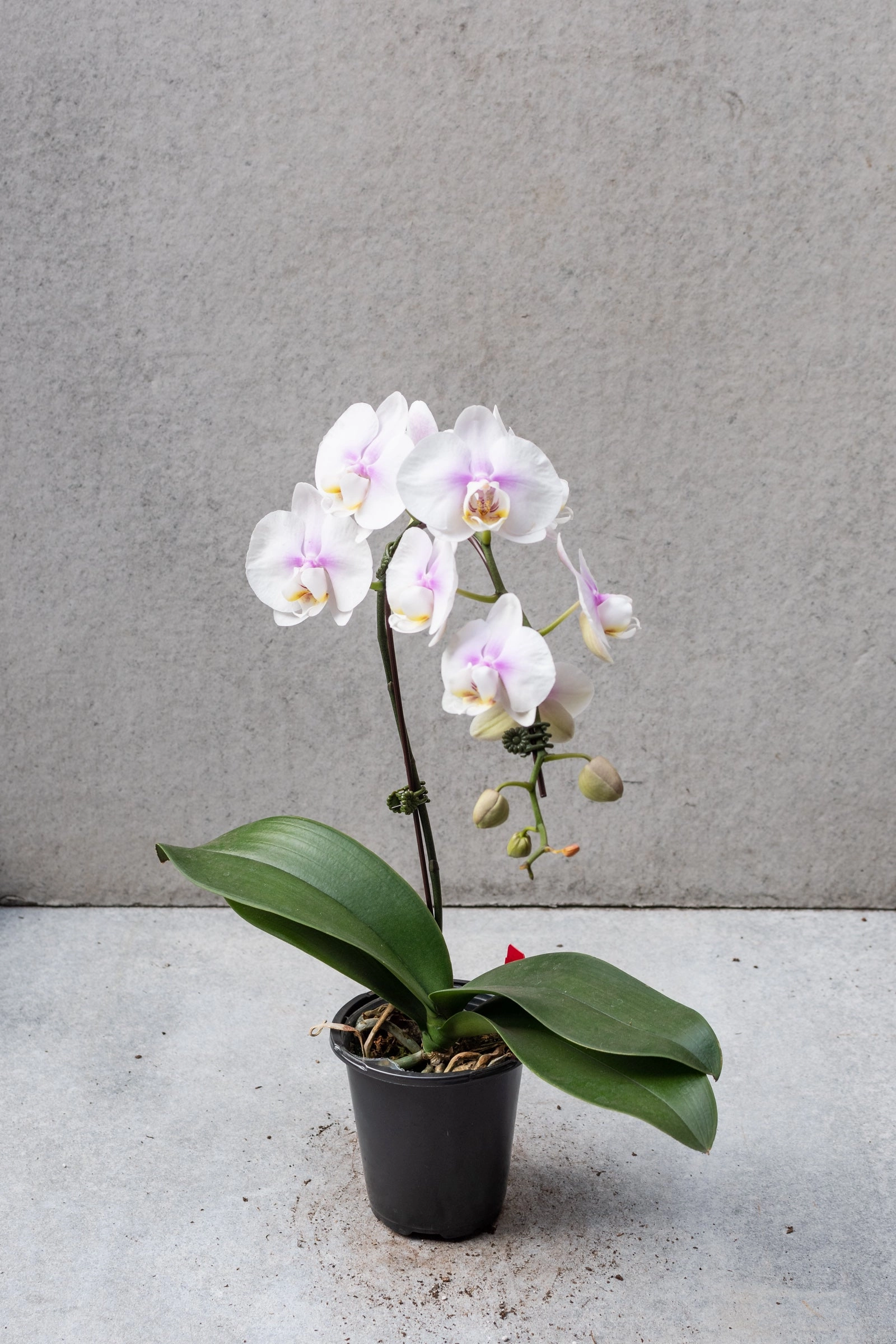 Phalaenopsis Orchid 4"