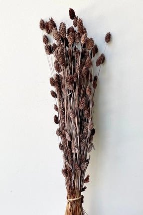 Phalaris Dusty Brown Color Preserved Bunch indoor houseplants  