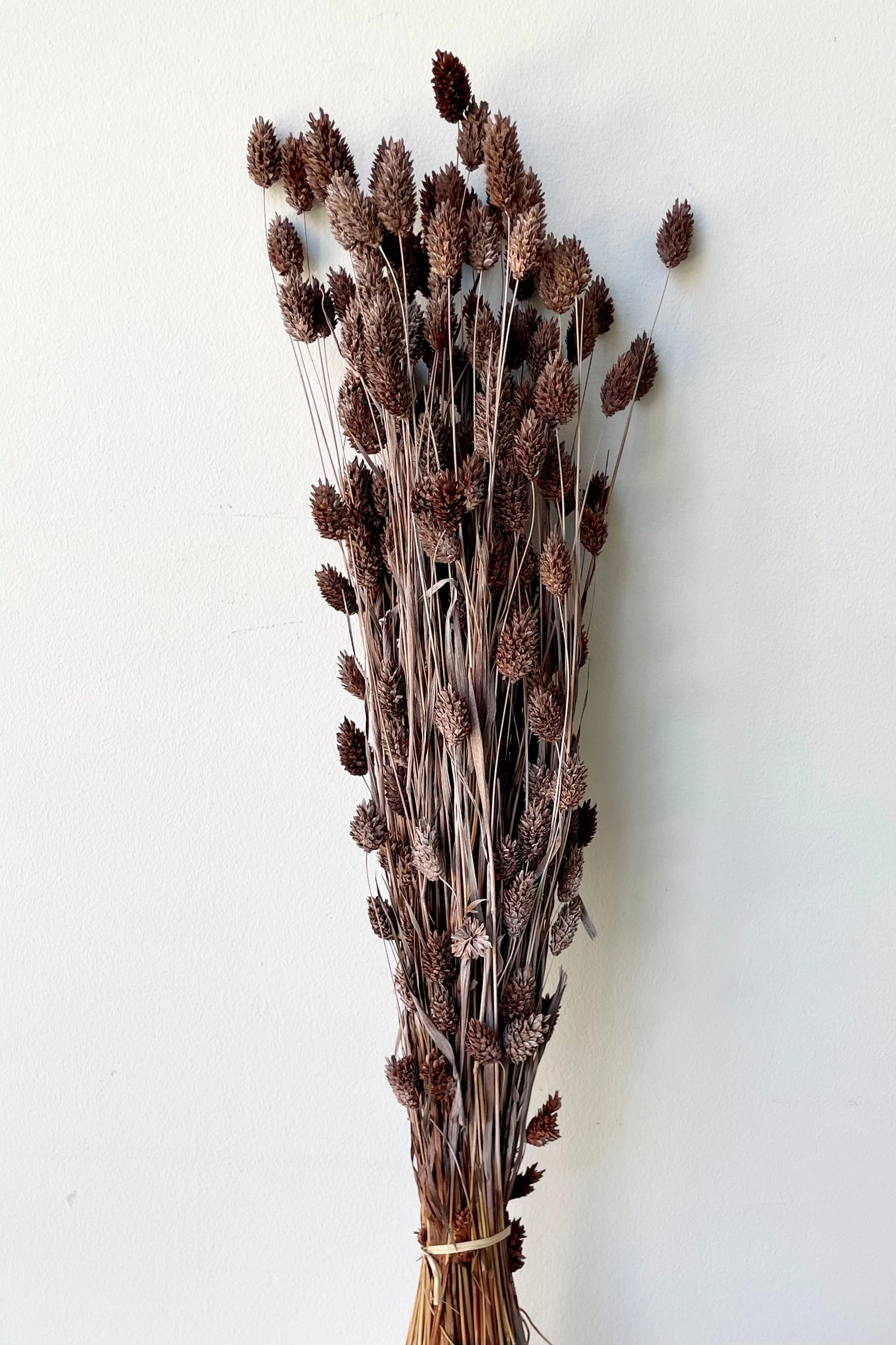 Phalaris Dusty Brown Color Preserved Bunch indoor houseplants  