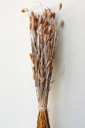 Phalaris Dusty Orange Color Preserved Bunch indoor houseplants  