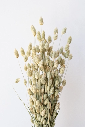 Phalaris Natural  Preserved Bunch indoor houseplants  