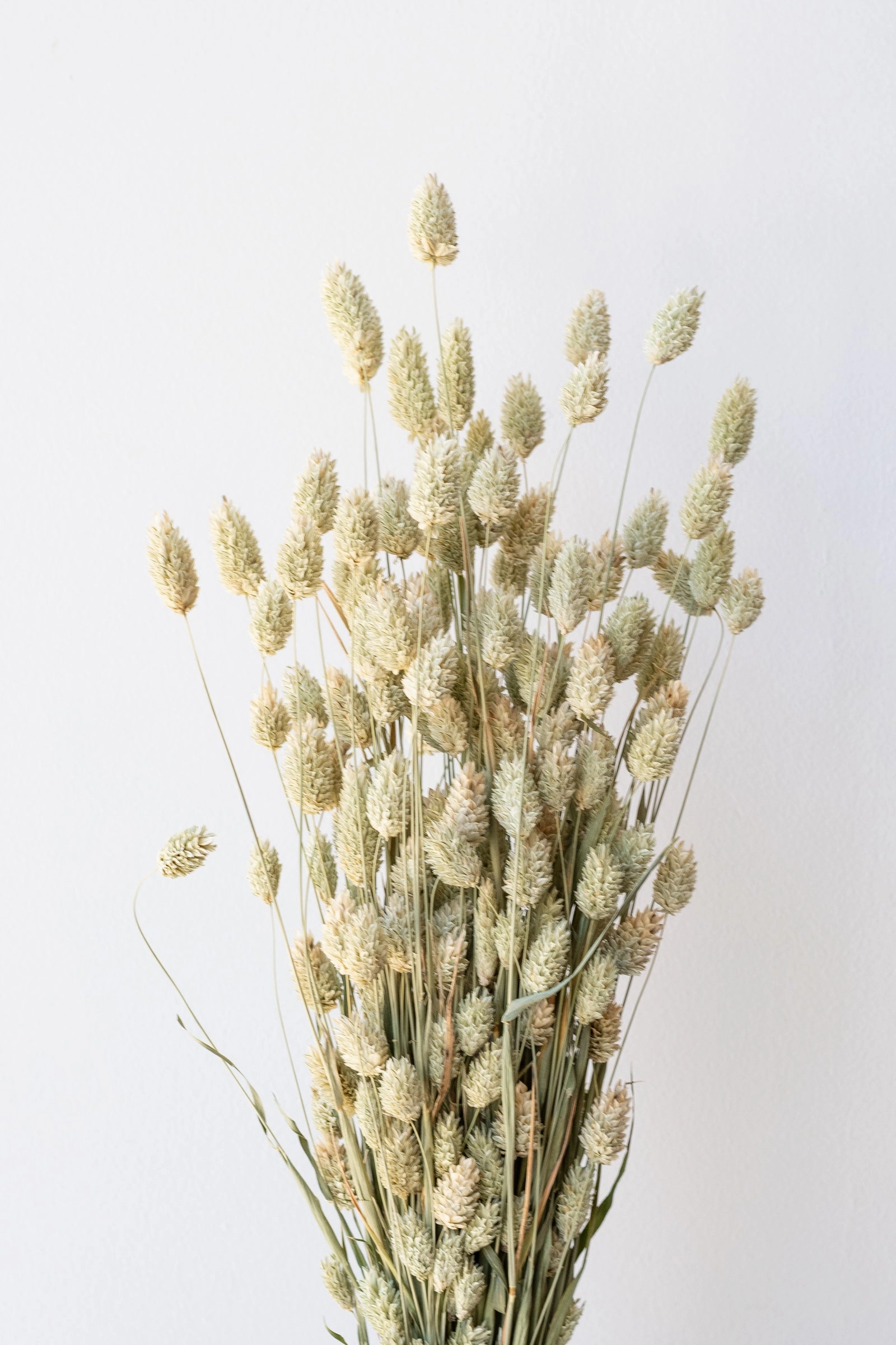 Phalaris Natural  Preserved Bunch indoor houseplants  