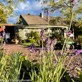 Phenomenal English Lavender | Lavandula intermedia traditional flower vase  