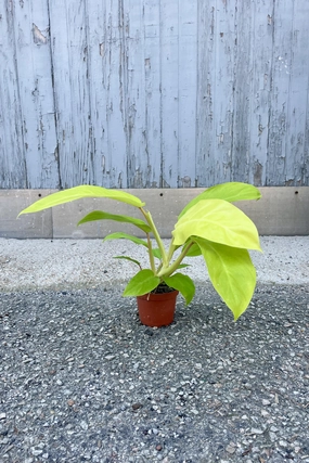 Philodendron 'Golden Goddess' 4" medium flower pot  