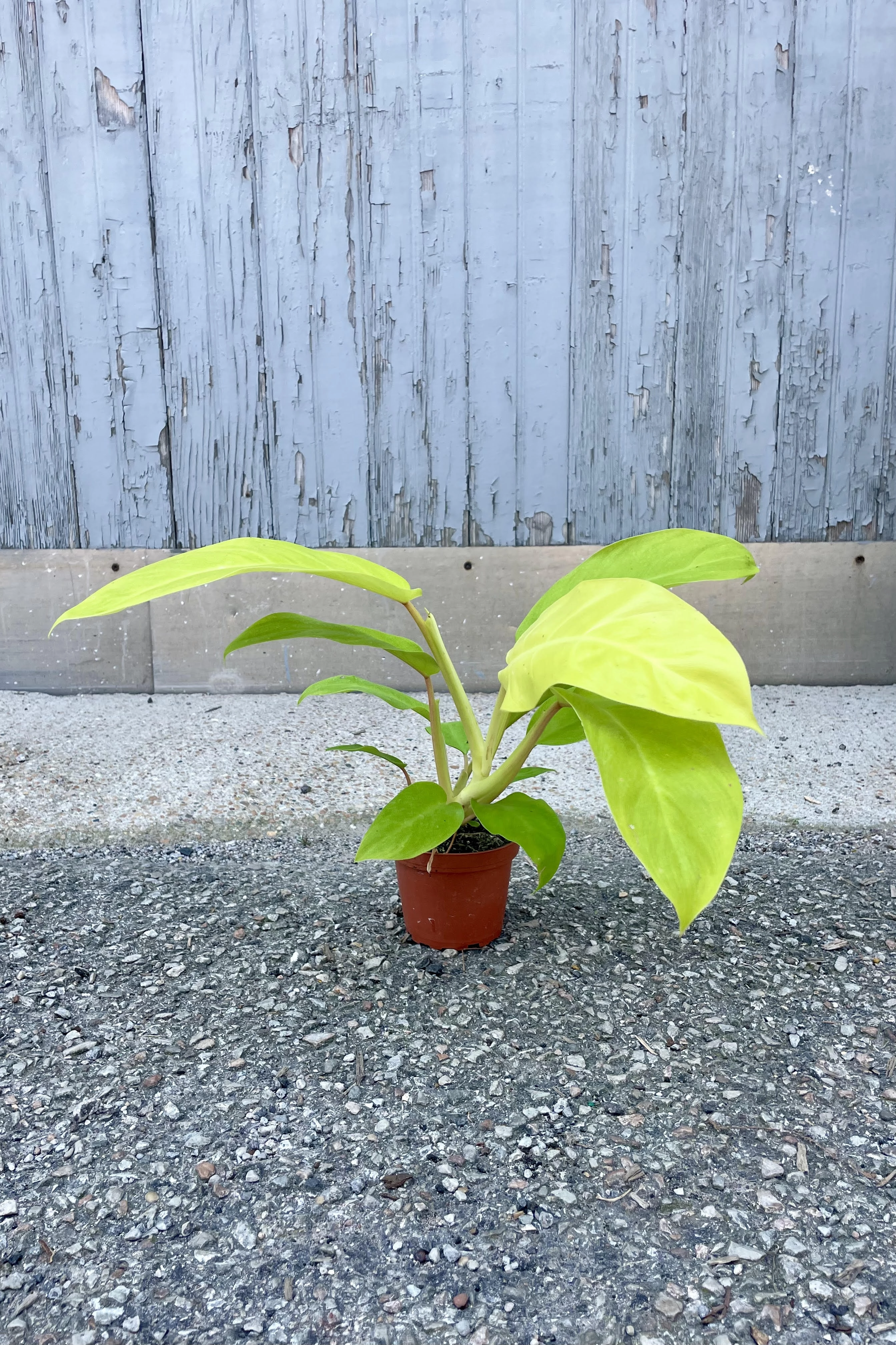 Philodendron 'Golden Goddess' 4" medium flower pot  