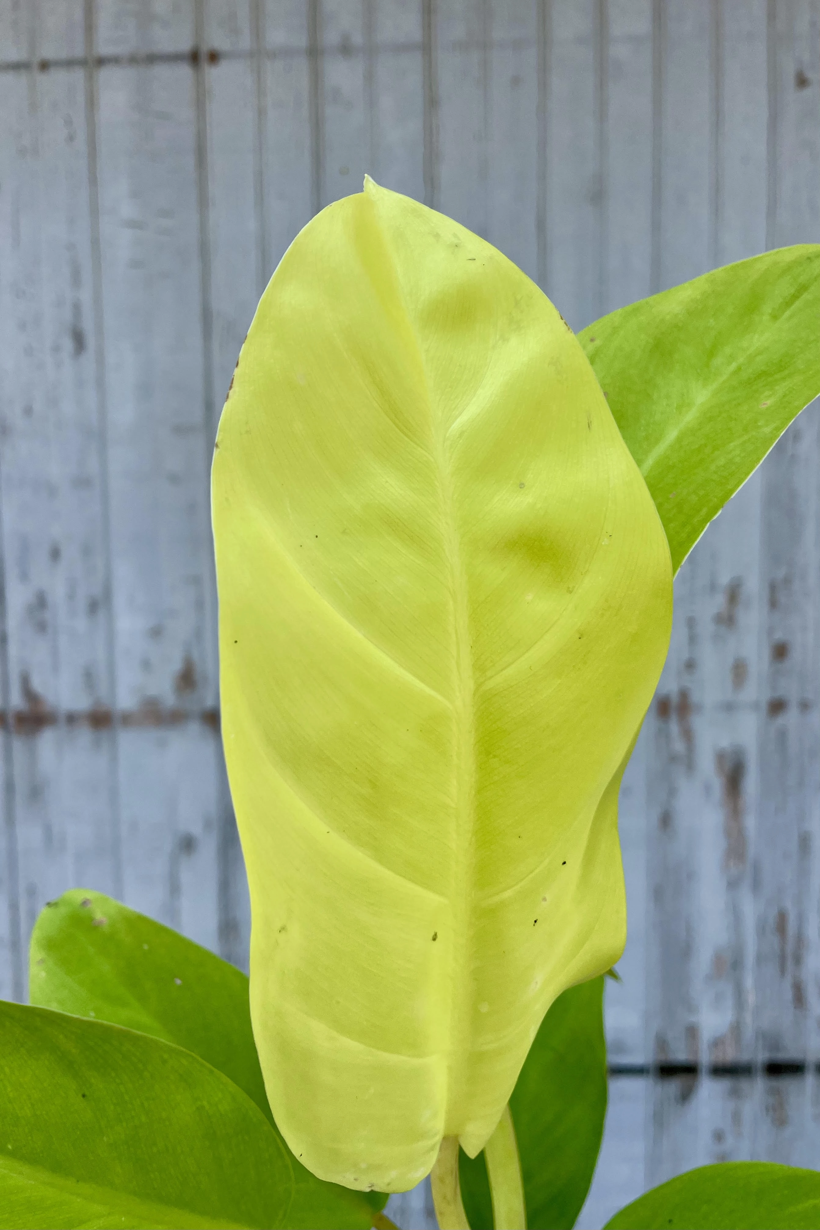 Philodendron 'Golden Goddess' 4"