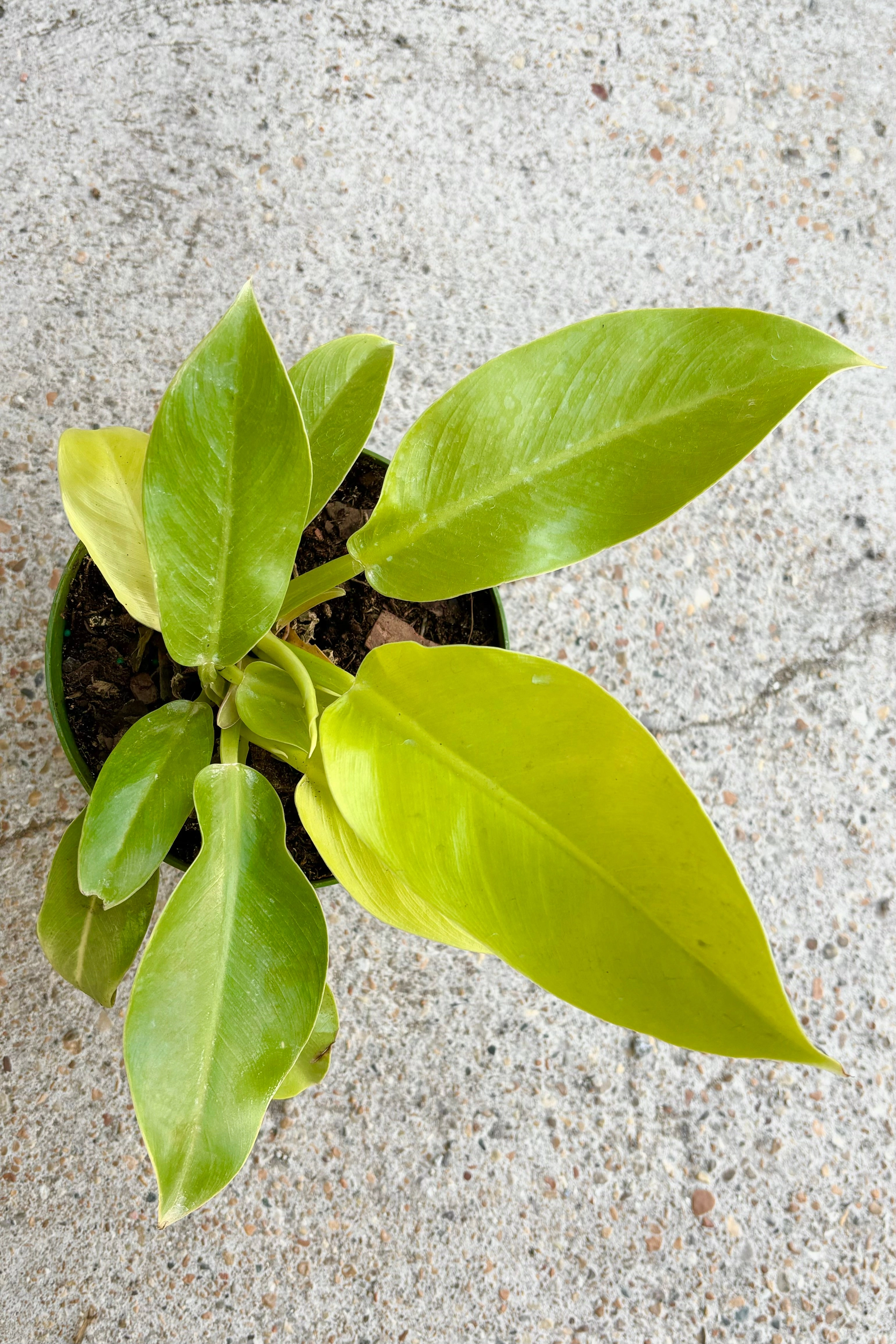 Philodendron 'Moonlight' 6"