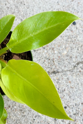 Philodendron 'Moonlight' 6" medium flower pot  