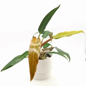 Philodendron Autumn Queen large flower pot  