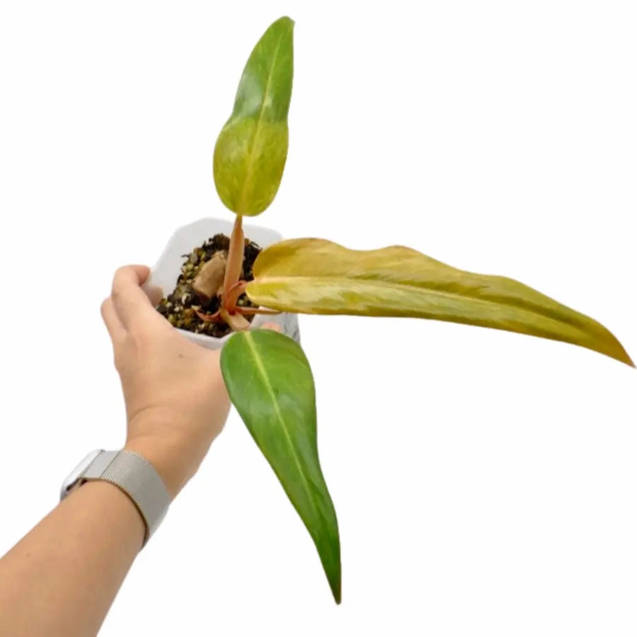 Philodendron Autumn Queen