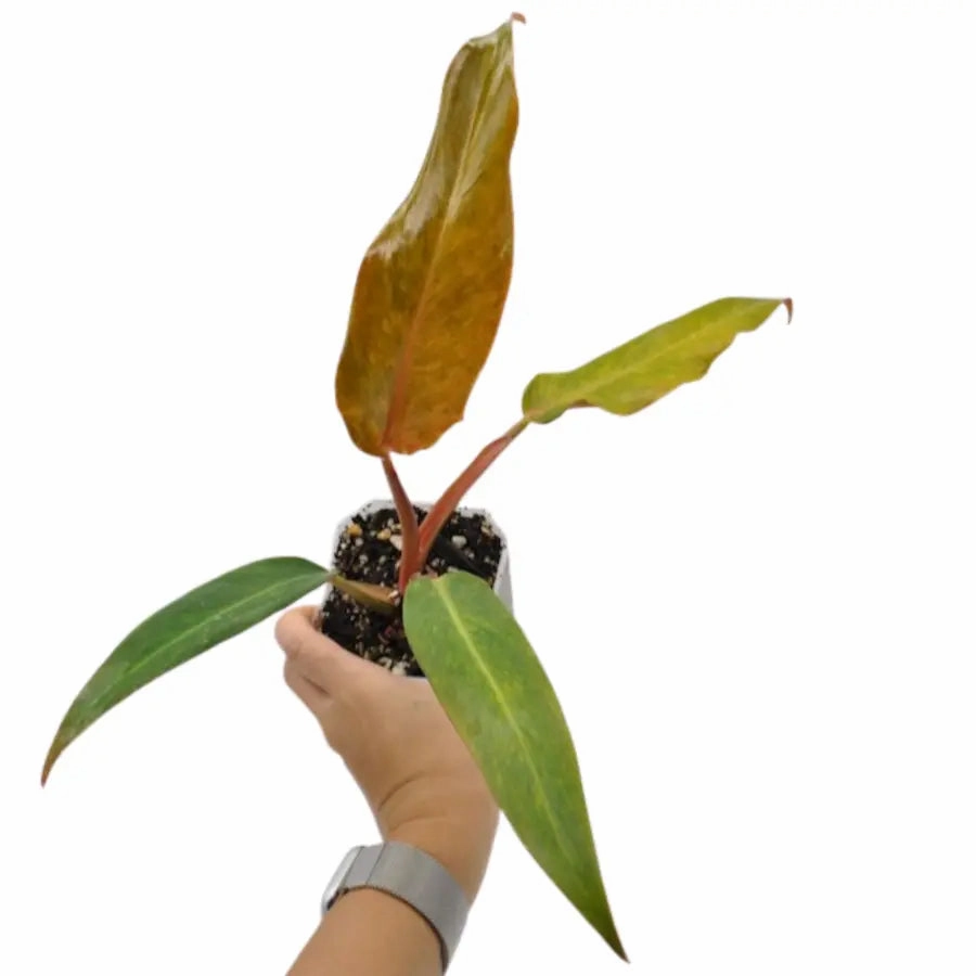 Philodendron Autumn Queen