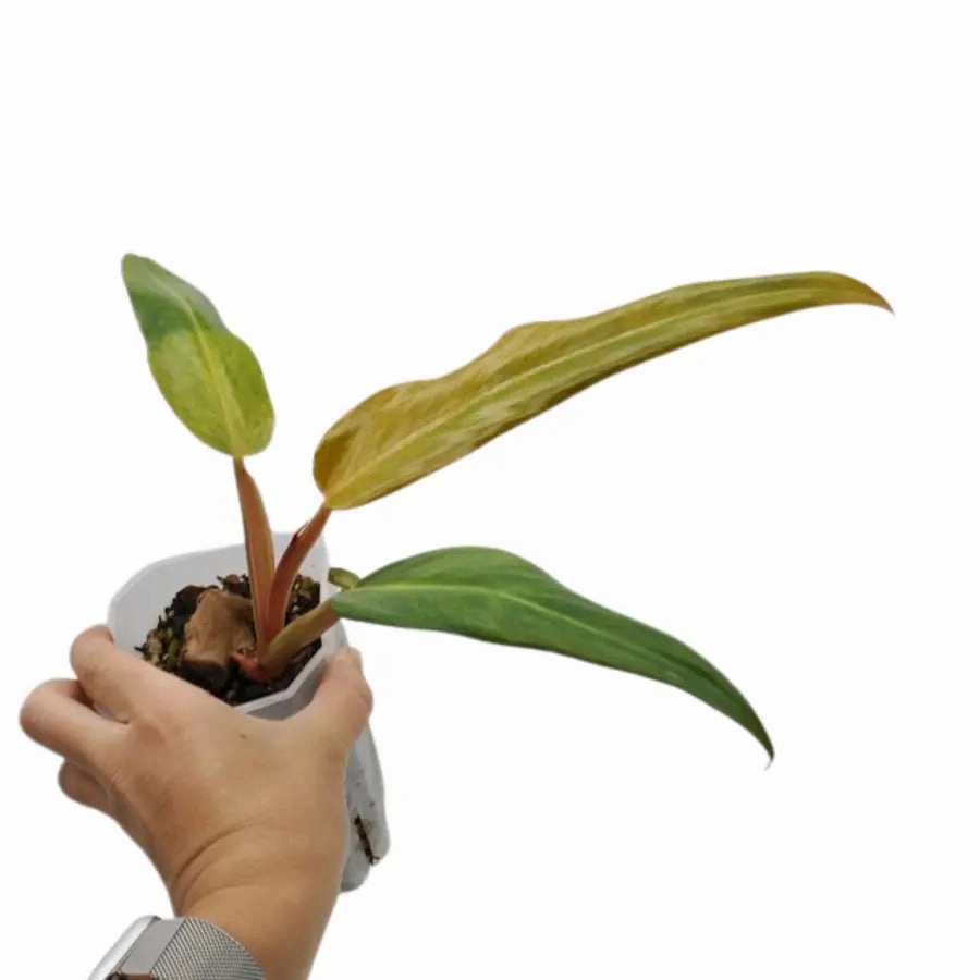 Philodendron Autumn Queen