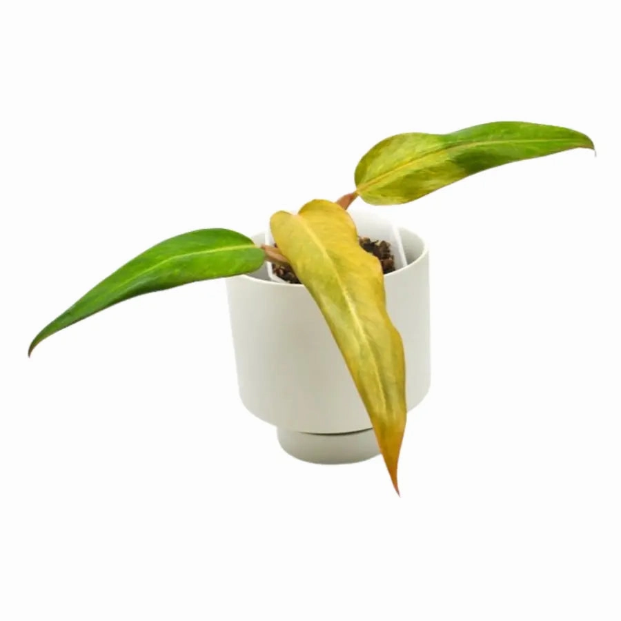 Philodendron Autumn Queen