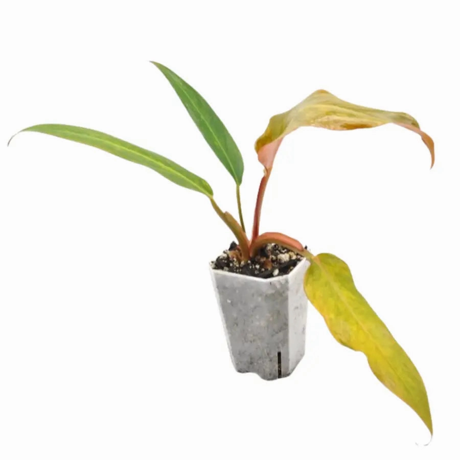 Philodendron Autumn Queen