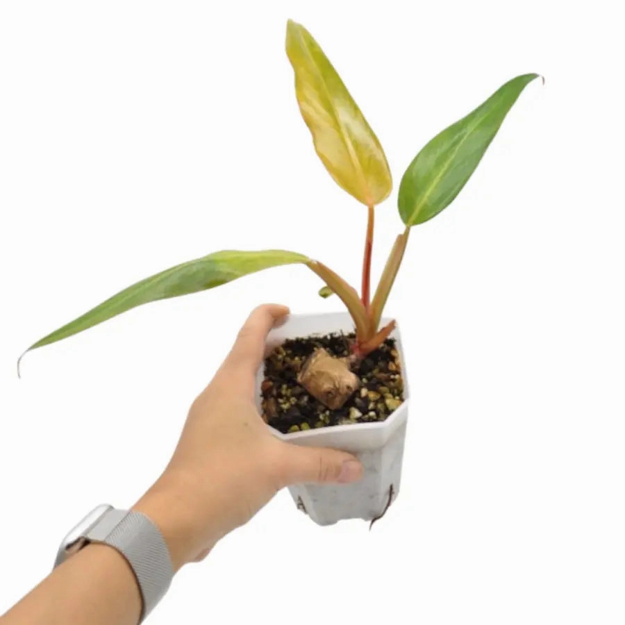 Philodendron Autumn Queen
