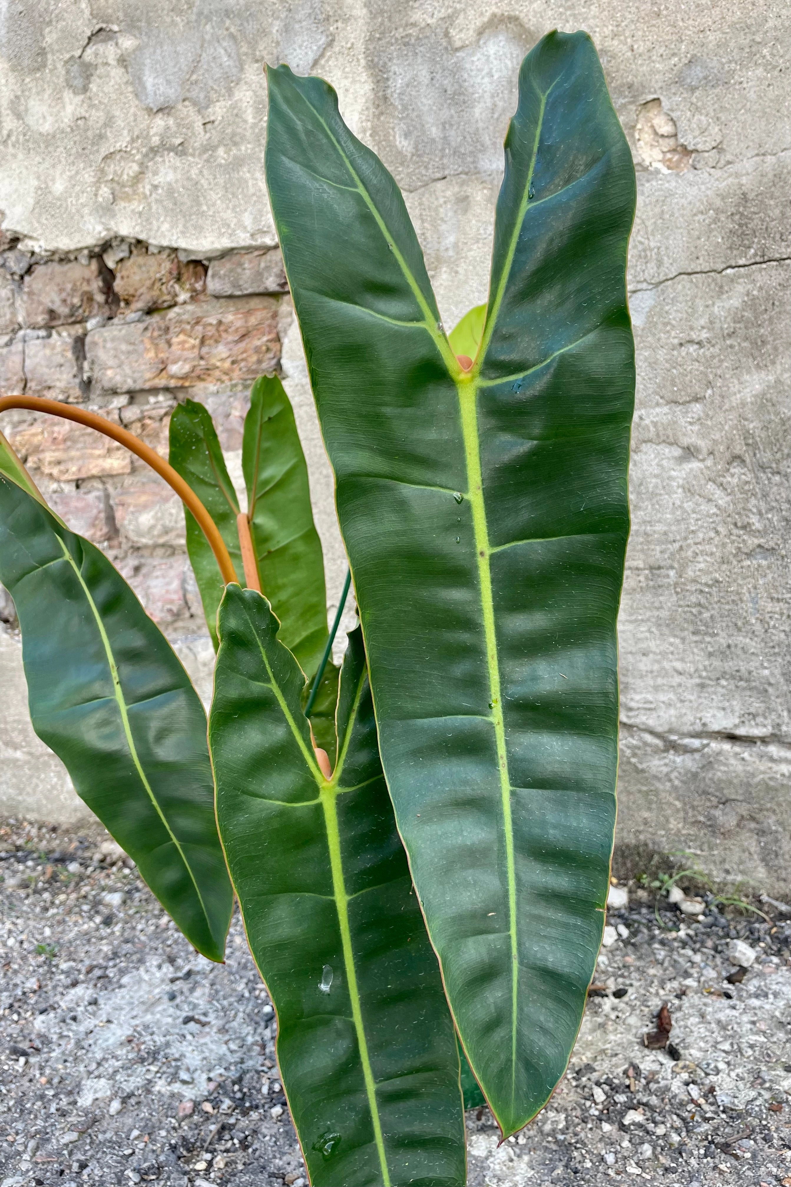 Philodendron billietiae 8"