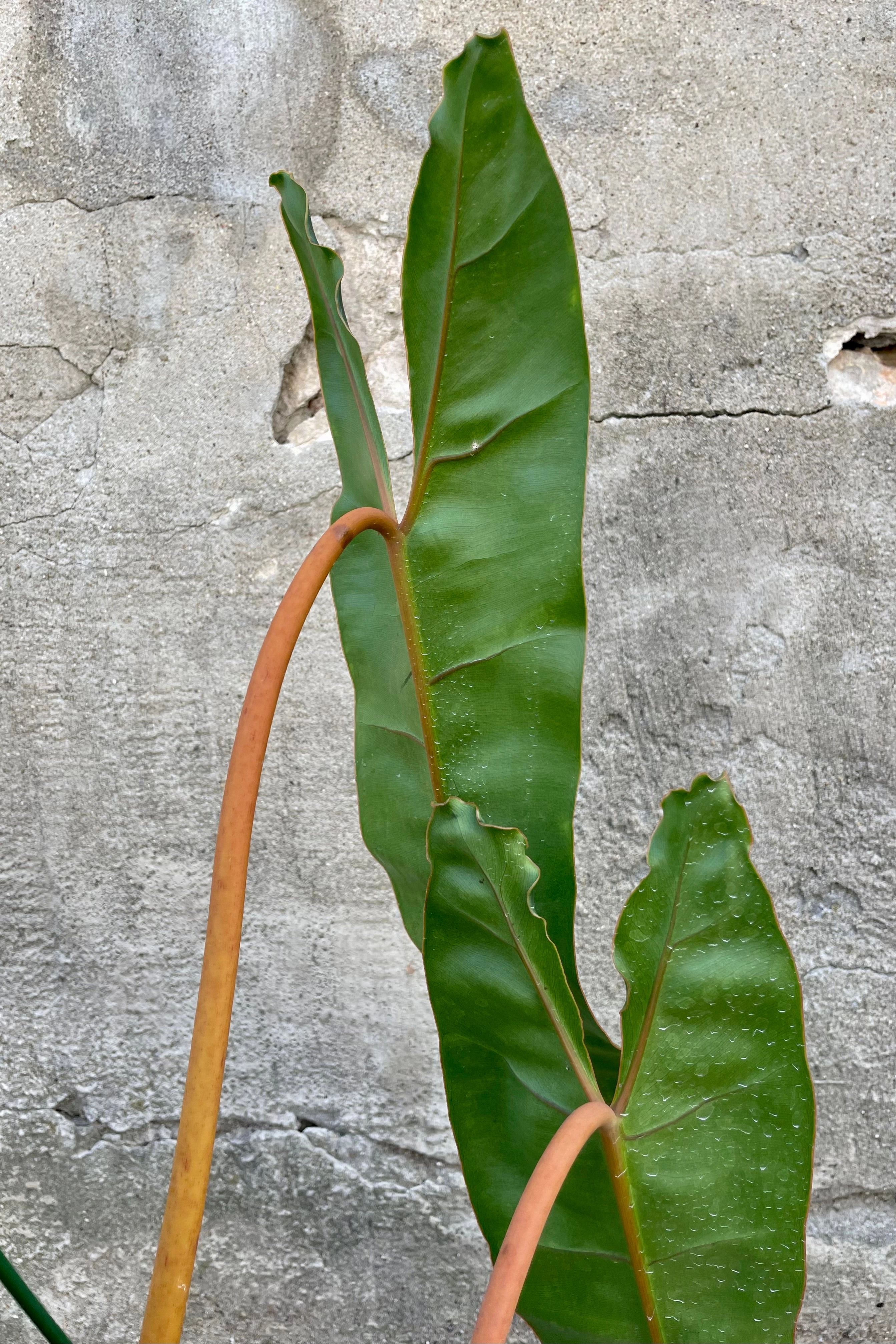 Philodendron billietiae 8"