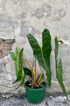 Philodendron billietiae 8" medium flower pot  