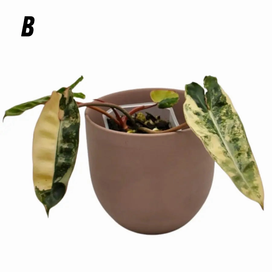 Philodendron Billietiae Variegata - soil