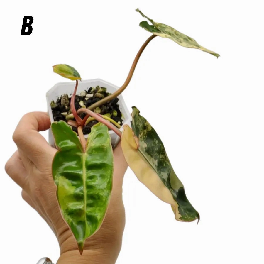 Philodendron Billietiae Variegata - soil
