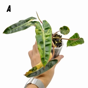 Philodendron Billietiae Variegata - soil large flower pot  