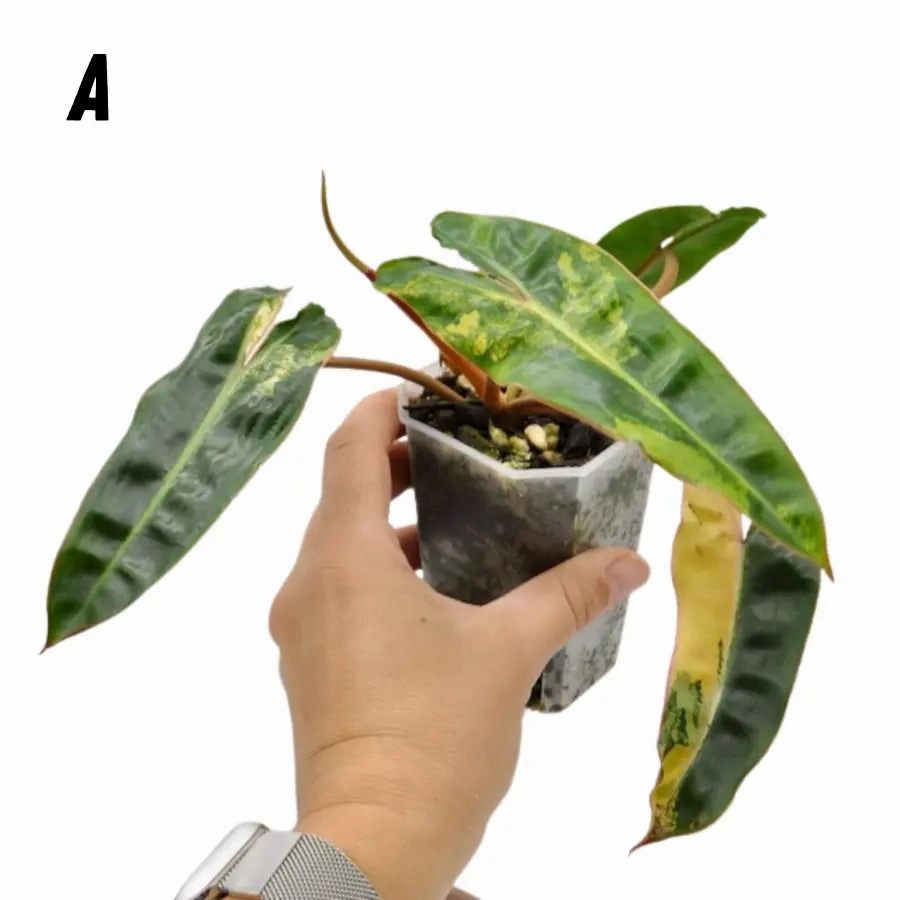 Philodendron Billietiae Variegata - soil