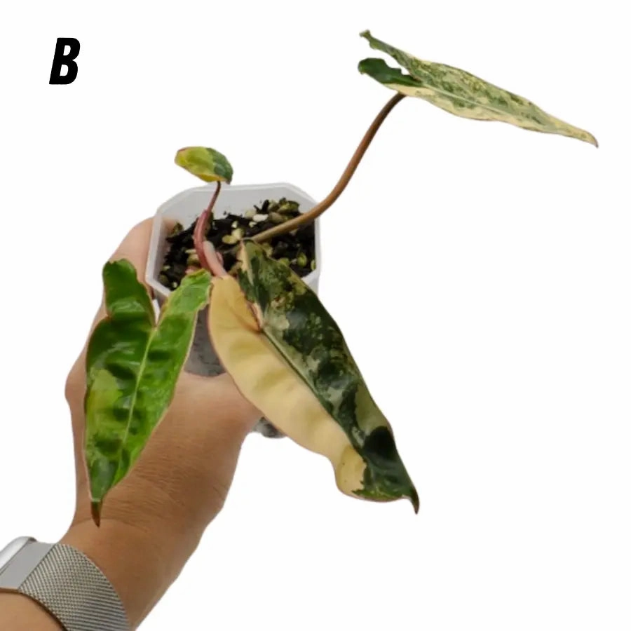 Philodendron Billietiae Variegata - soil