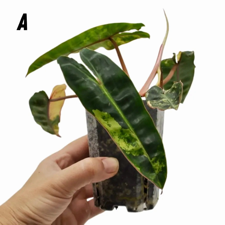 Philodendron Billietiae Variegata - soil