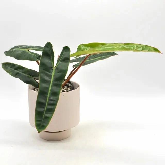 Philodendron Billietiae Variegata (Reverted)