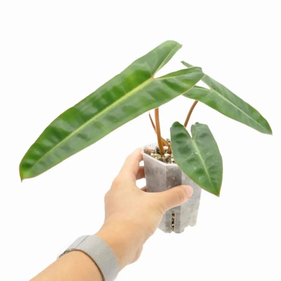 Philodendron Billietiae Variegata (Reverted)