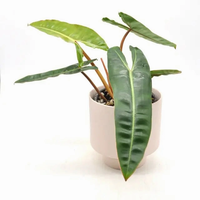 Philodendron Billietiae Variegata (Reverted)
