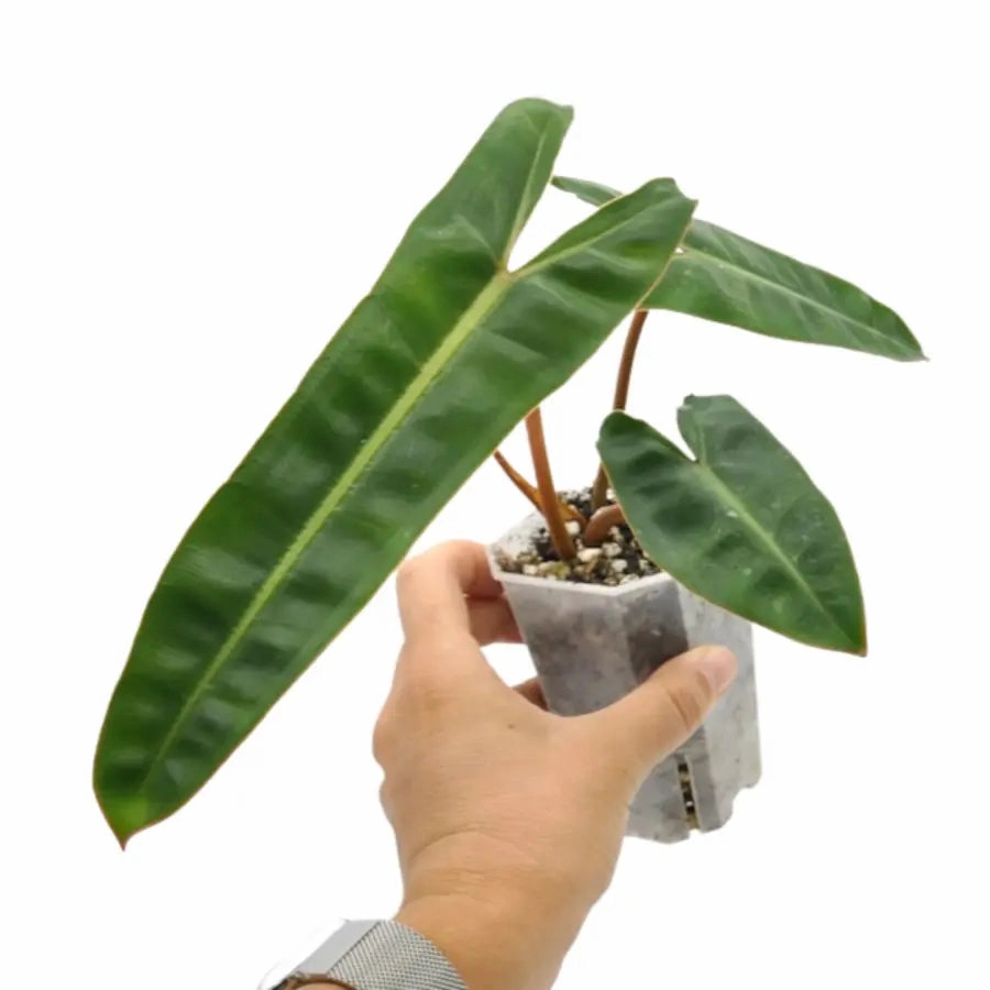 Philodendron Billietiae Variegata (Reverted)