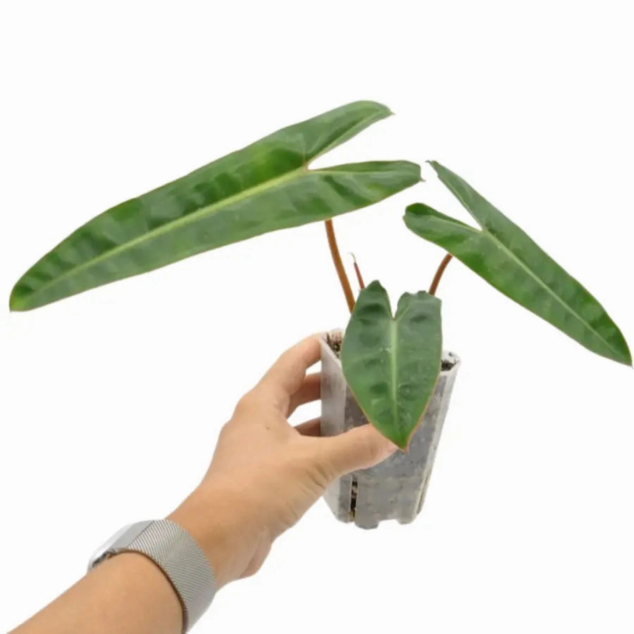 Philodendron Billietiae Variegata (Reverted)