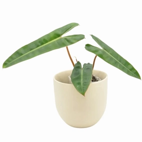 Philodendron Billietiae Variegata (Reverted) large flower pot  