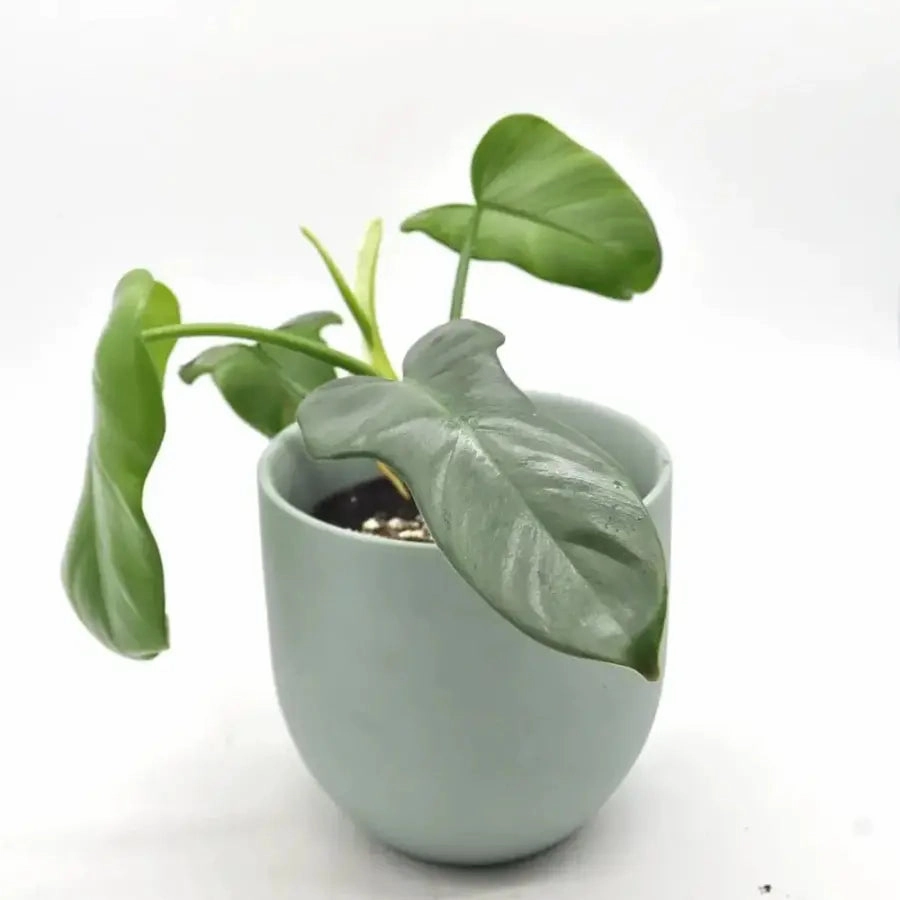 Philodendron Bipennifolium large flower pot  