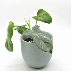 Philodendron Bipennifolium large flower pot  