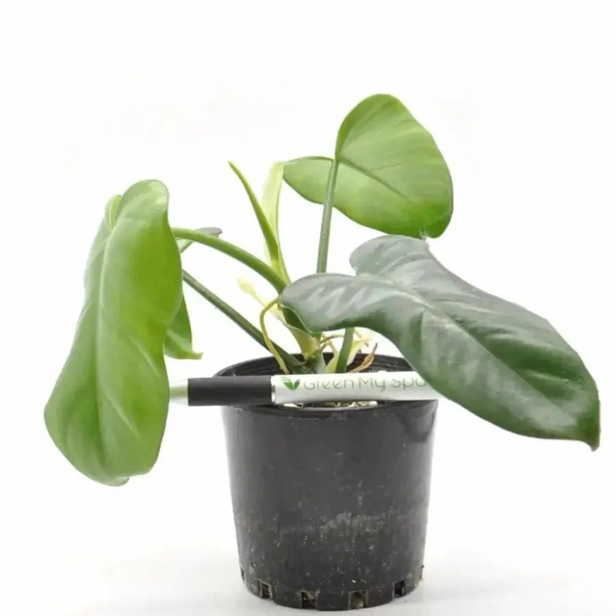 Philodendron Bipennifolium