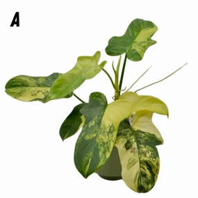 Philodendron Bipennifolium Variegata large flower pot  