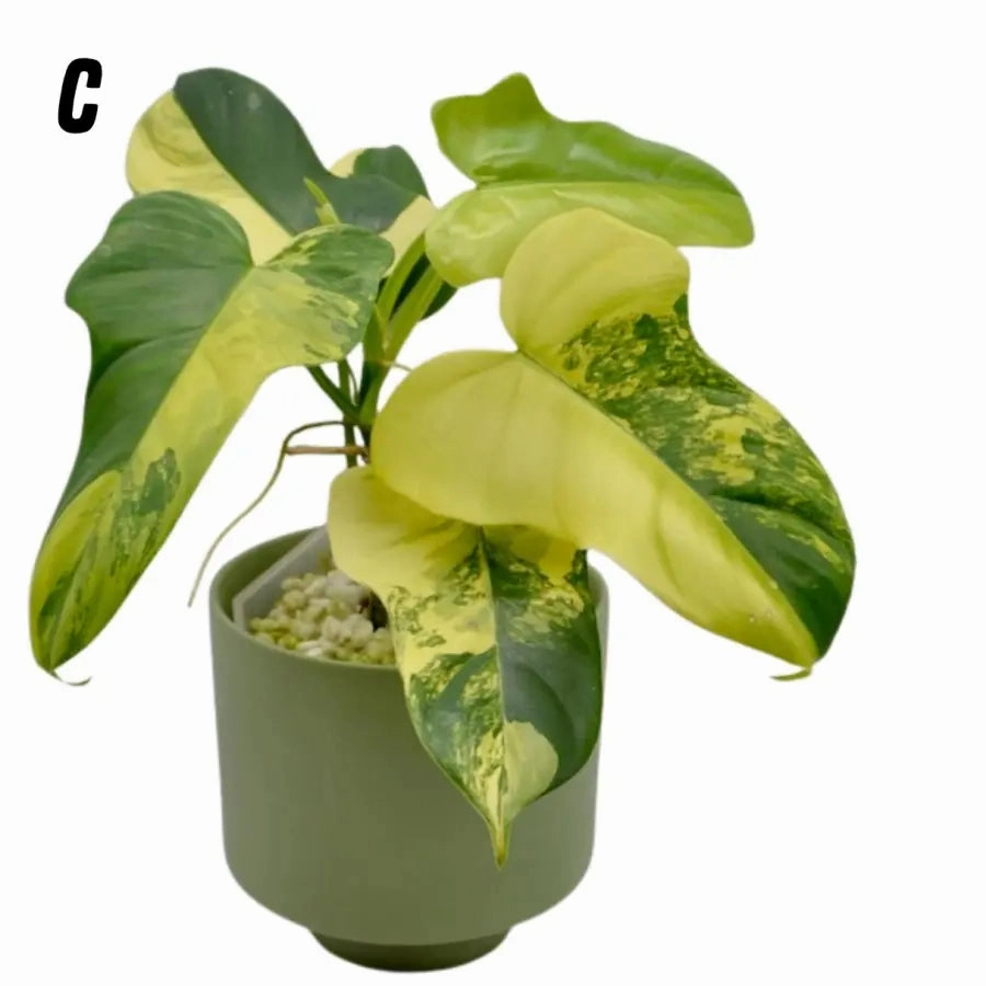 Philodendron Bipennifolium Variegata