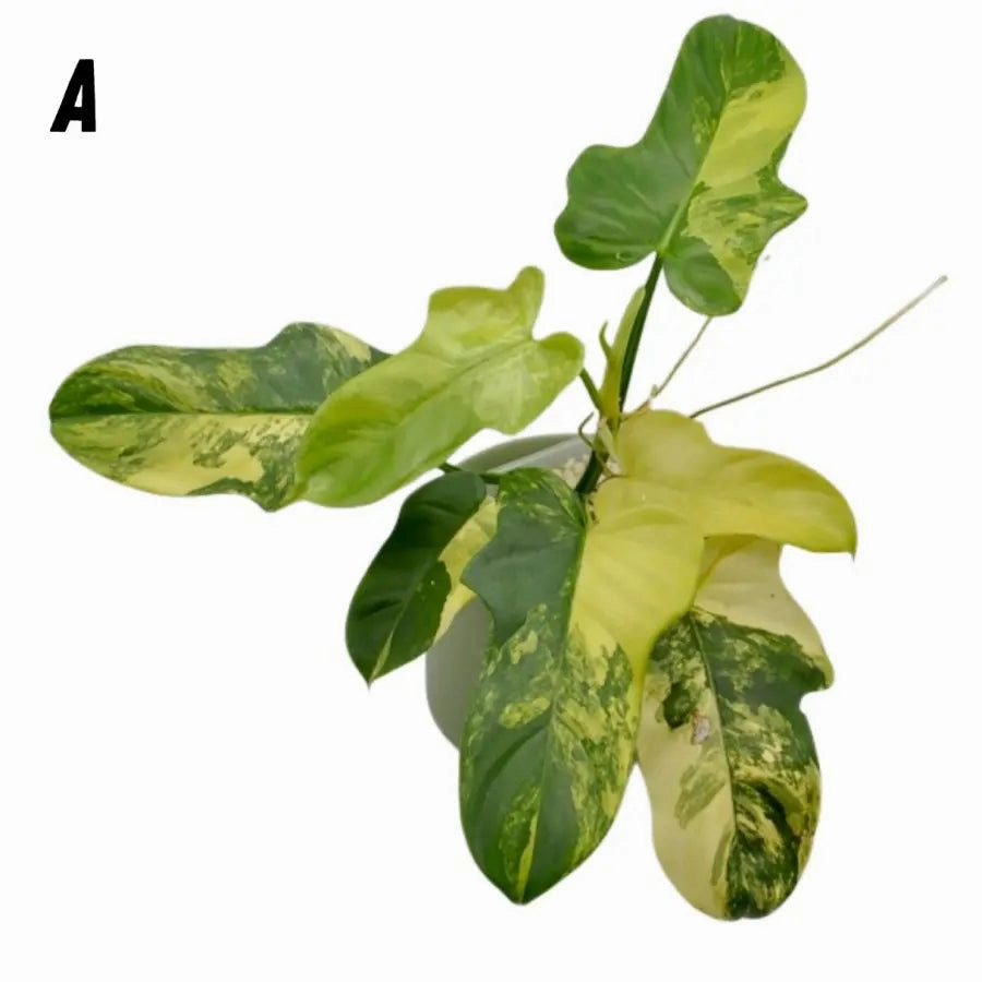 Philodendron Bipennifolium Variegata