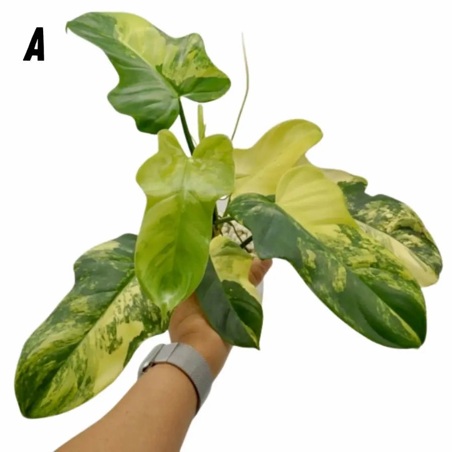 Philodendron Bipennifolium Variegata