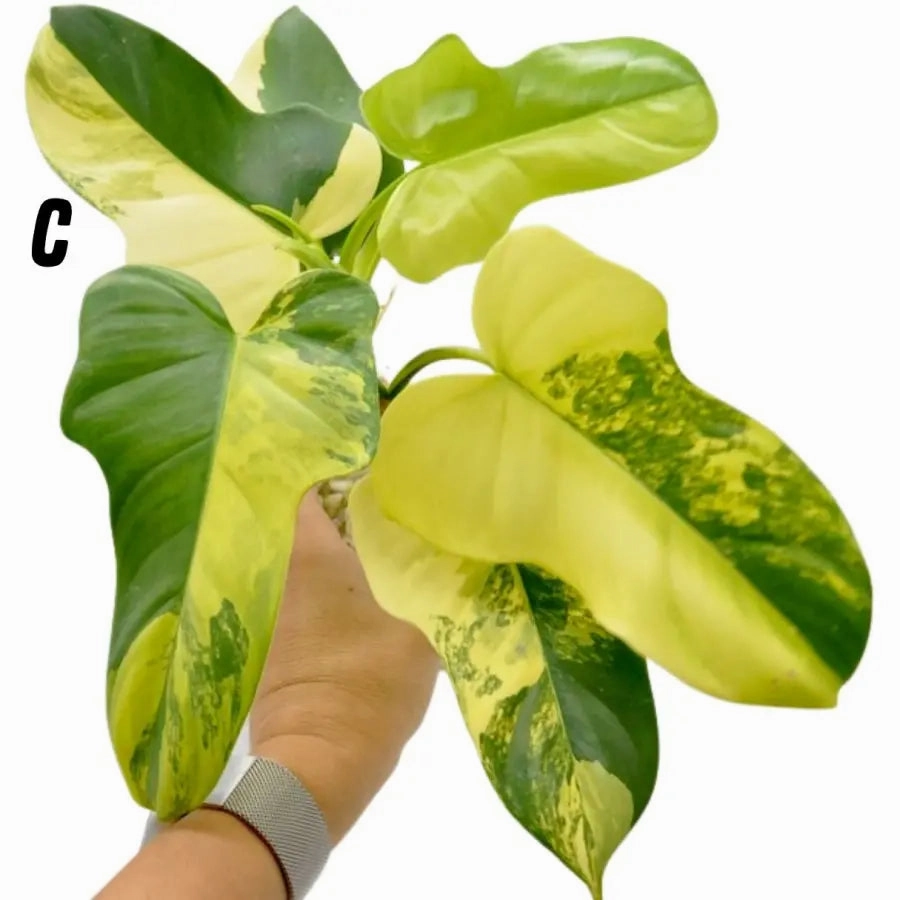 Philodendron Bipennifolium Variegata