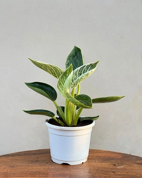 Philodendron Birkin Plant medium flower pot  