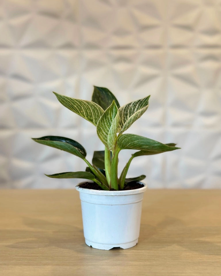 Philodendron Birkin Plant