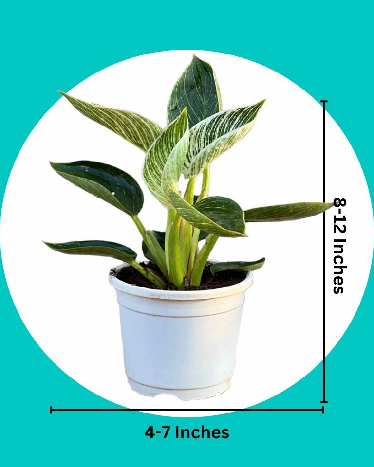 Philodendron Birkin Plant